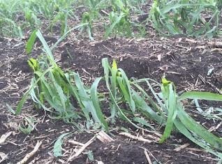 The Downstream Effects Of Hail On Pest Management